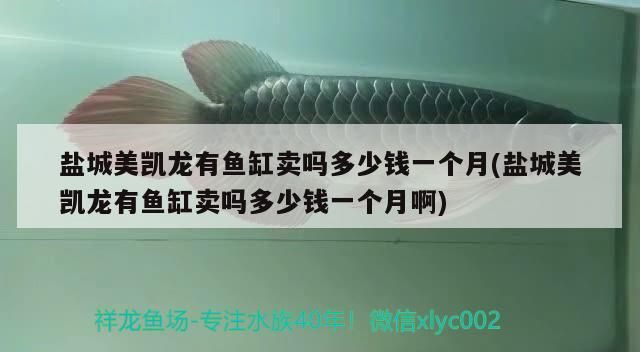 鹽城美凱龍有魚缸賣嗎多少錢一個月(鹽城美凱龍有魚缸賣嗎多少錢一個月啊)（鹽城美凱龍有魚缸賣嗎一個月和鹽城美凱龍有魚缸賣嗎）