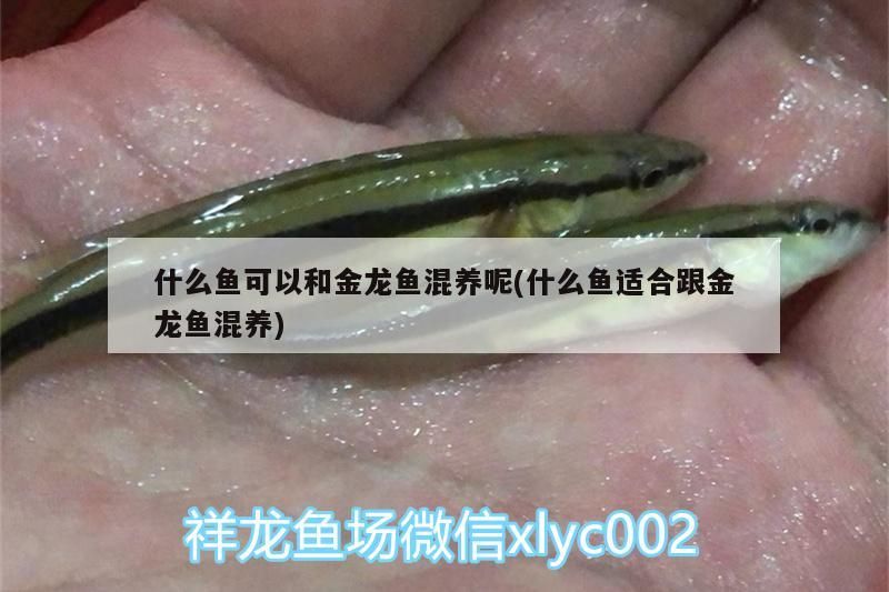 什么魚可以和金龍魚混養(yǎng)呢(什么魚適合跟金龍魚混養(yǎng))（什么魚可以和金龍魚混養(yǎng)）