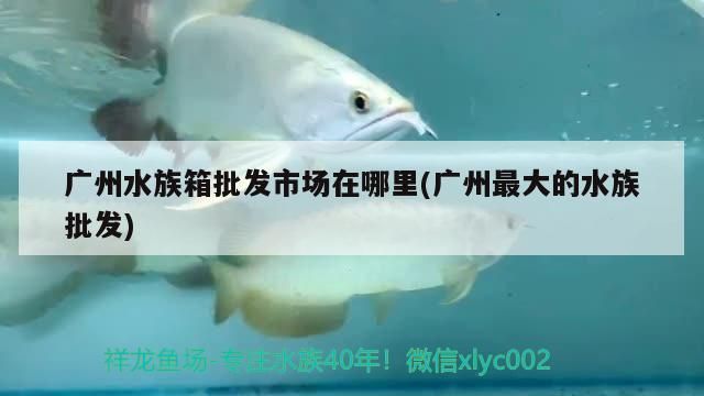 廣州水族箱批發市場在哪里(廣州最大的水族批發)