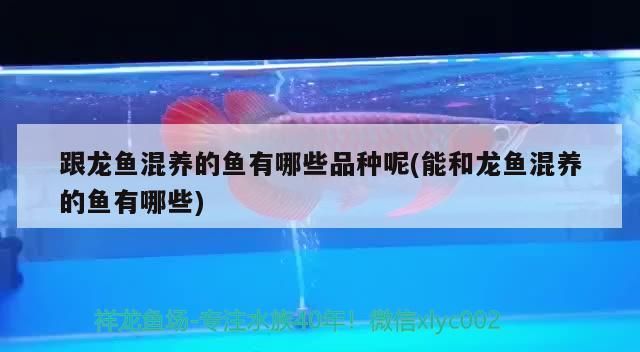 七彩神仙魚 跟龍魚混養(yǎng)的魚有哪些品種呢(能和龍魚混養(yǎng)的魚有哪些)(跟龍魚混養(yǎng)的魚有哪些) 觀賞魚百科 跟龍魚混養(yǎng)的魚有哪些品種呢(能和龍魚混養(yǎng)的魚有哪些)(跟龍魚混養(yǎng)的魚有哪些) 跟龍魚混養(yǎng)的魚有哪些品種呢(能和龍魚混養(yǎng)的魚有哪些)(跟龍魚混養(yǎng)的魚有哪些) 觀賞魚百科