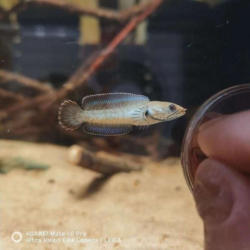 哪些品種的雷龍魚更容易繁殖（哪些雷龍魚更容易繁殖）