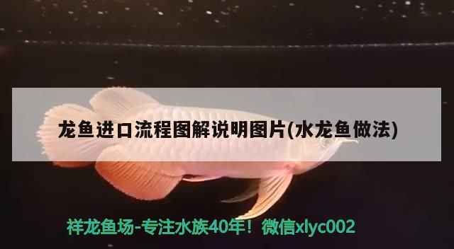 龍魚進口流程圖解說明圖片(水龍魚做法)（龍魚的進口流程圖解）