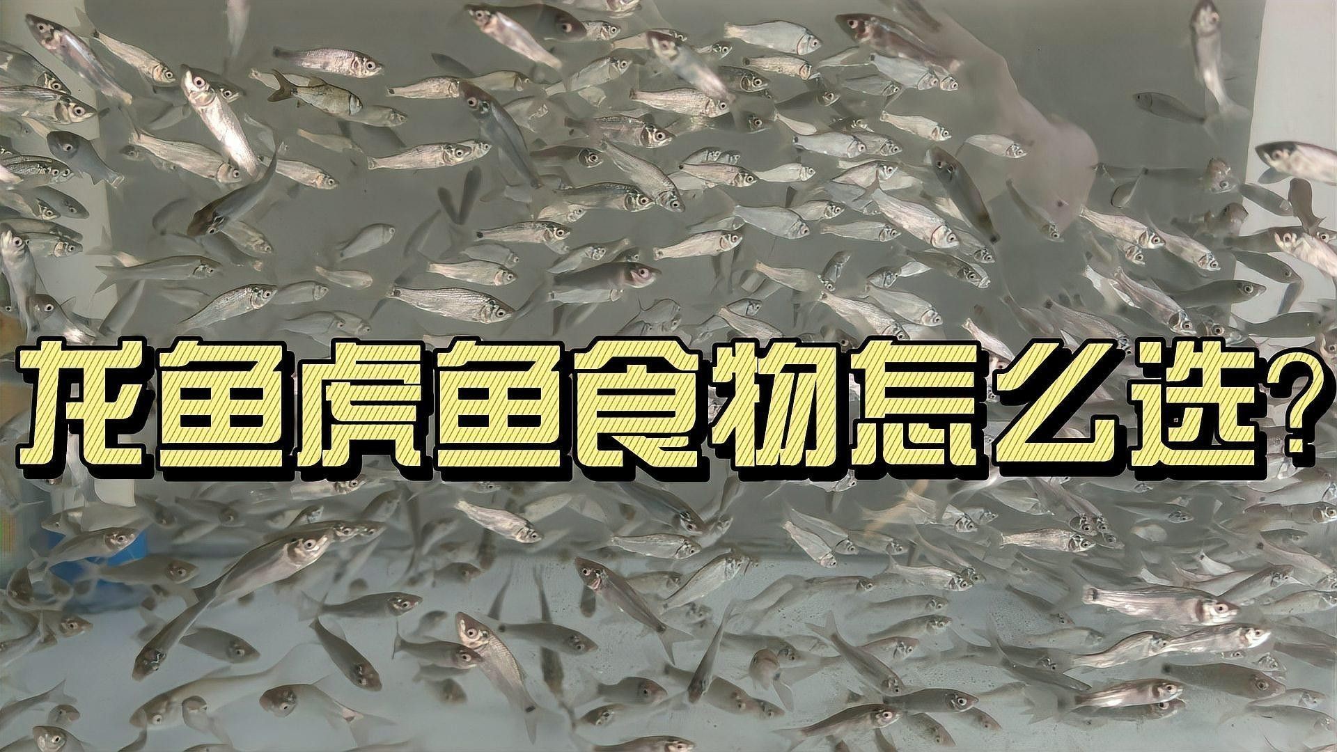 龍魚和虎魚的食物有哪些（龍魚和虎魚的食物選擇） 龍魚和虎魚的食物有哪些（龍魚和虎魚的食物選擇） 龍魚百科 第1張