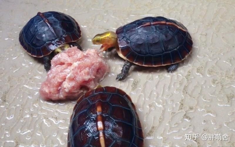 恐龍魚可以多久吃一次熟肉（恐龍魚多久吃一次熟肉，養魚高手的“喂食日歷”公開） 恐龍魚可以多久吃一次熟肉（恐龍魚多久吃一次熟肉，養魚高手的“喂食日歷”公開） 龍魚百科 第4張