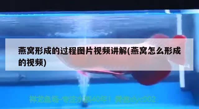紅珍珠關刀魚好養嗎怎么養：請問家里客廳養什么魚好