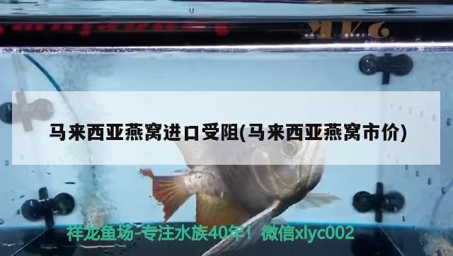 紅珍珠關刀魚好養嗎怎么養：請問家里客廳養什么魚好