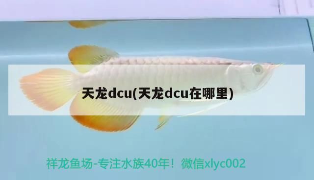 天龍dcu(天龍dcu在哪里)（天龍dcu和天龍dcu在哪里、天龍dcu在哪里）