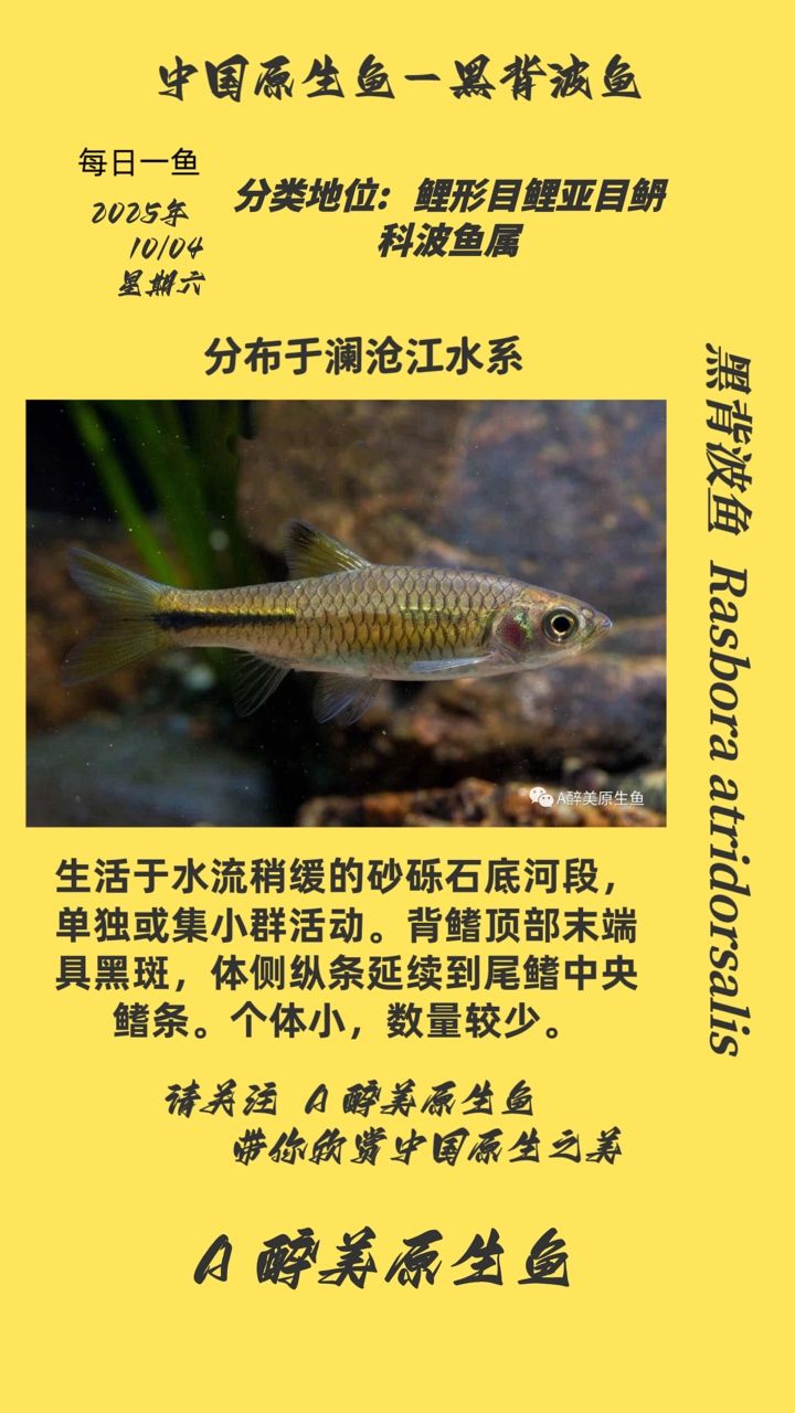 黑背波魚（黑背波魚是一種在淡水環境中常見的魚類，體重可達3至5公斤）