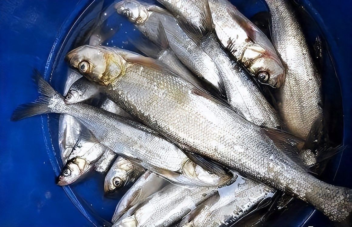如何區分翹嘴魚和金龍魚（嘴魚和金龍魚是兩種非常相似的魚類，如何區分翹嘴和白條的區別）
