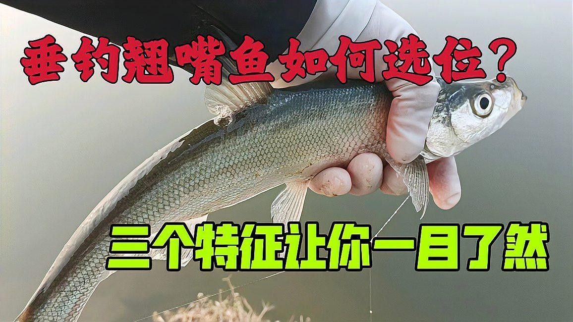 如何區分翹嘴魚和金龍魚（嘴魚和金龍魚是兩種非常相似的魚類，如何區分翹嘴和白條的區別）