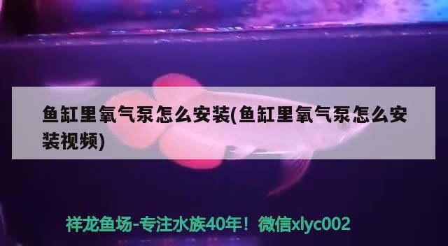 濱州魚缸哪家價(jià)格實(shí)惠，煤氣灶突然炸了怎么處理（去濟(jì)南旅游，有什么好的建議？）