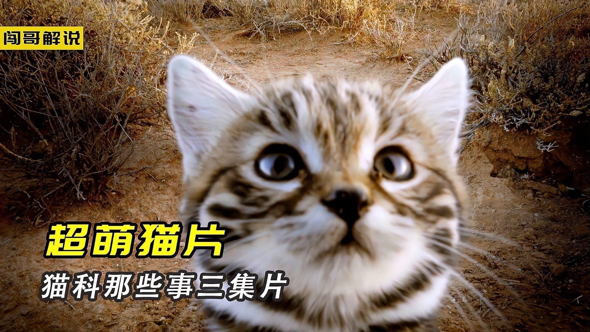 如何判斷飛鳳魚和龍魚是否適應？（飛鳳魚和龍魚怎么混養？）