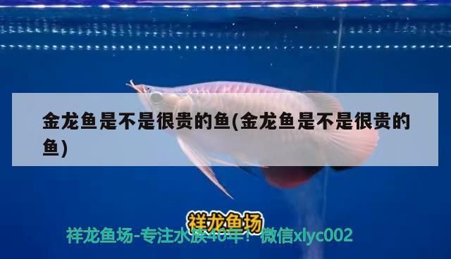 魚缸用增氧泵價格是多少:魚缸增氧機-xtrac增氧機-xtrac增氧機 金龍魚是不是很貴的魚(金龍魚是不是很貴的魚) 觀賞魚百科 金龍魚是不是很貴的魚(金龍魚是不是很貴的魚) 金龍魚是不是很貴的魚(金龍魚是不是很貴的魚) 觀賞魚百科
