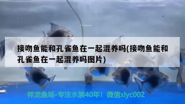 龍魚 接吻魚能和孔雀魚在一起混養嗎(接吻魚能和孔雀魚在一起混養嗎圖片) 觀賞魚百科 接吻魚能和孔雀魚在一起混養嗎(接吻魚能和孔雀魚在一起混養嗎圖片) 接吻魚能和孔雀魚在一起混養嗎(接吻魚能和孔雀魚在一起混養嗎圖片) 觀賞魚百科