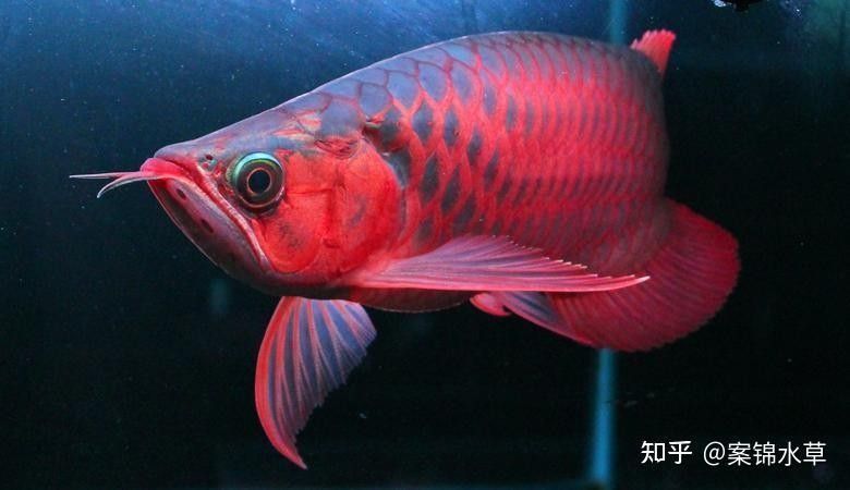 印尼小紅龍魚需要多大的魚缸（印尼小紅龍魚怎么養紅龍魚一缸可以養幾條王小乖養魚圈子）