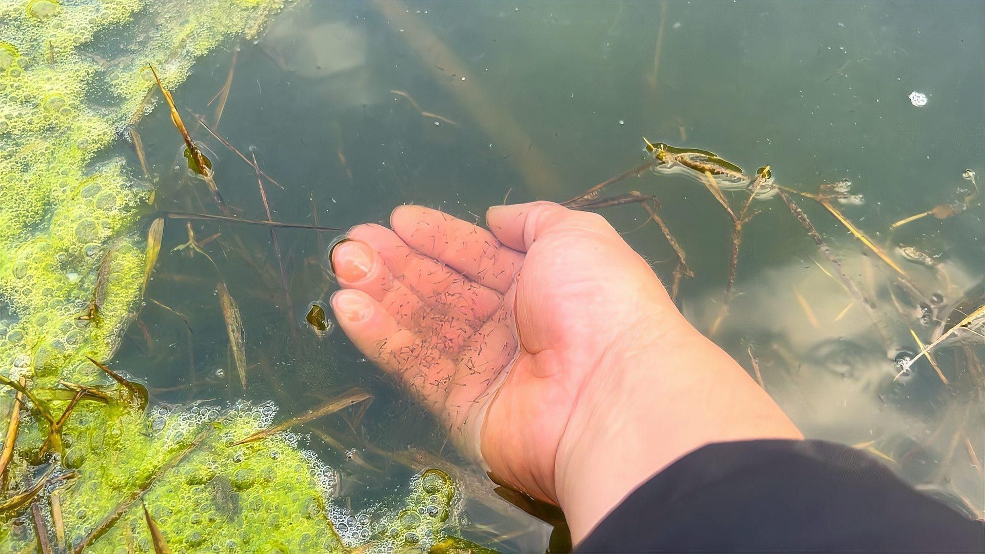 如何鑒別龍魚(yú)苗的品質(zhì)（如何判斷龍魚(yú)苗的優(yōu)劣）