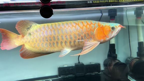 如何拍攝紅龍魚的高清視頻（紅龍魚的飼養(yǎng)技巧）