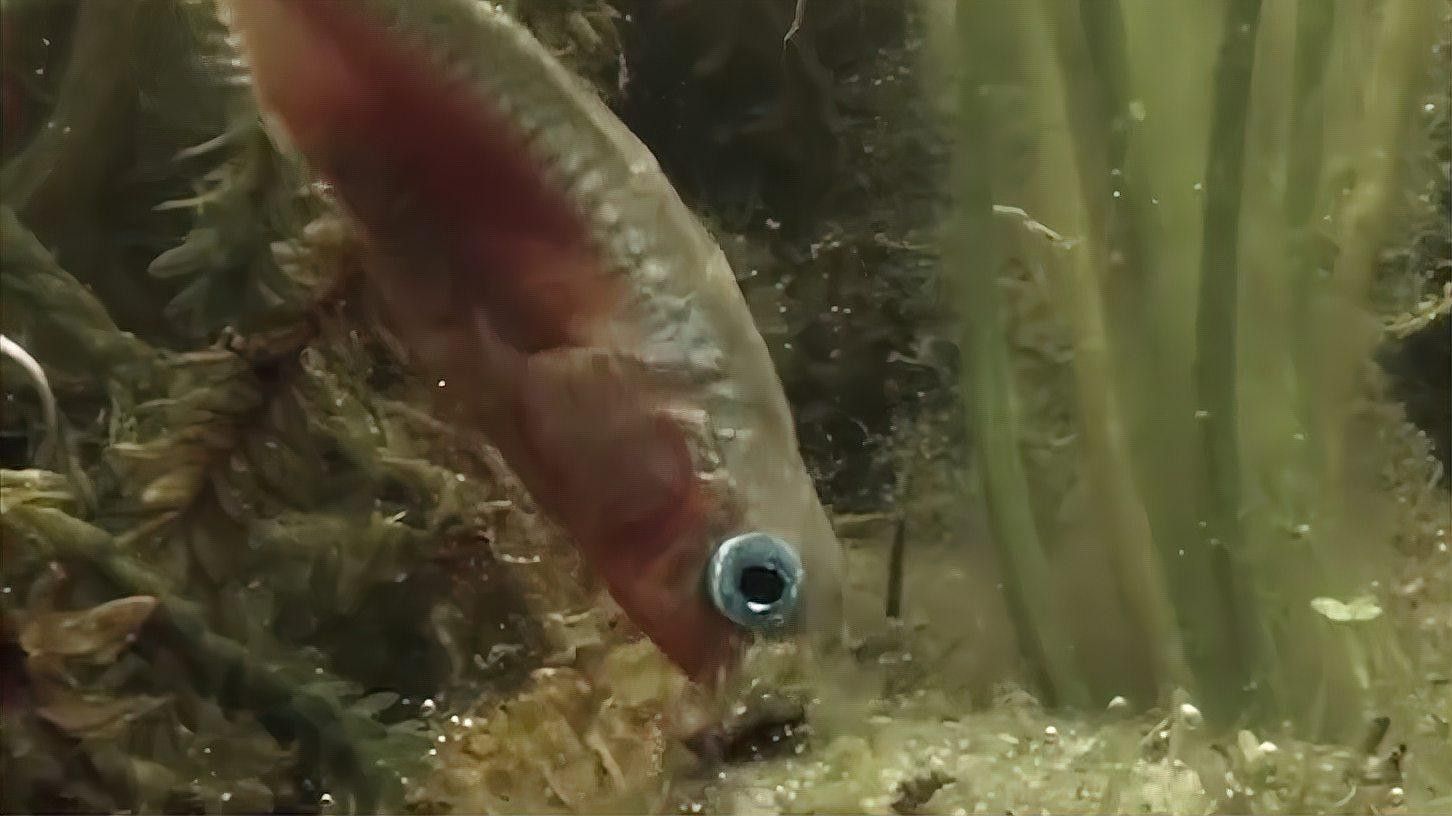 公魚和母魚在繁殖期有何不同（公魚和母魚在繁殖期的區別）