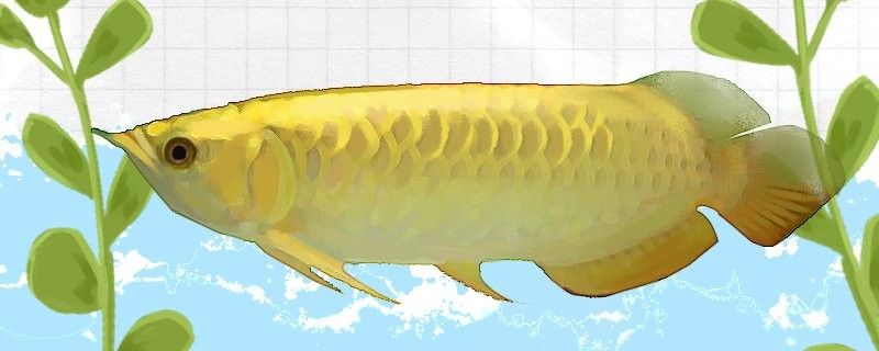 龍魚趴缸后是否需要喂食？，龍魚趴缸后多久開始喂食龍魚趴缸后多久開始喂食