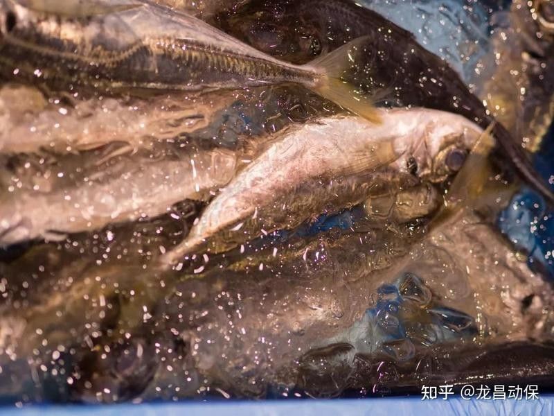進口龍魚需要多長時間？（進口觀賞魚全流程詳解）