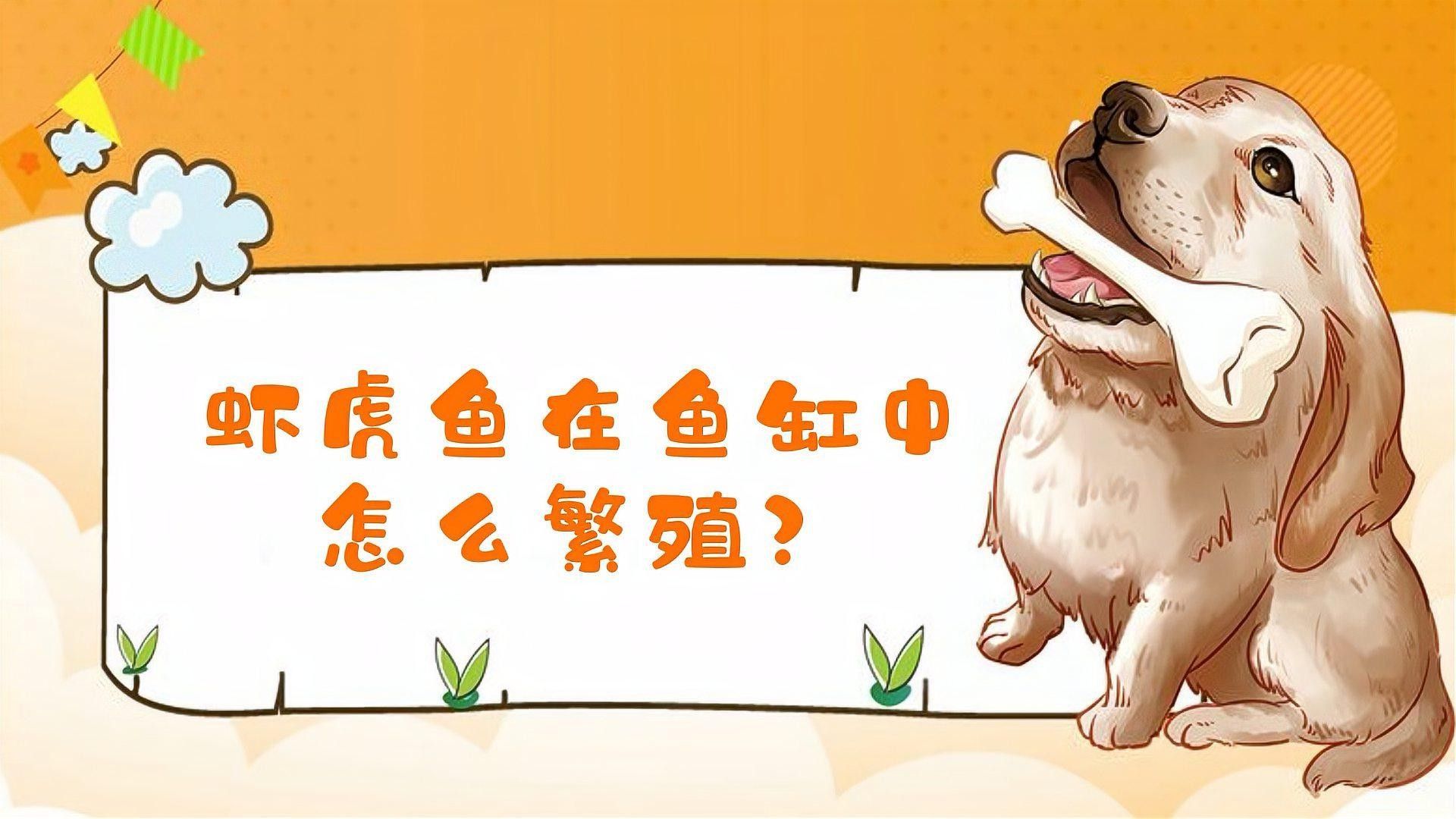 蝦虎魚在魚缸中如何繁殖？