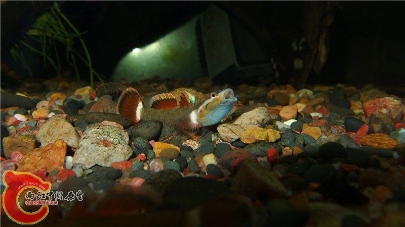 蝦虎魚在魚缸中如何繁殖？