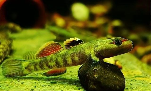 蝦虎魚在魚缸中如何繁殖？
