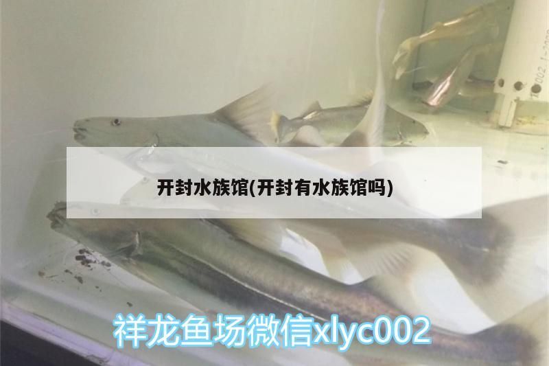 開封水族館(開封有水族館嗎)