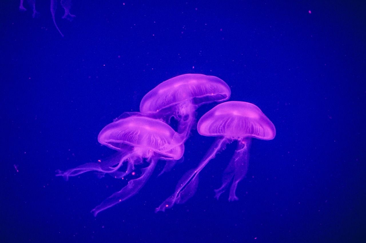 開封水族館(開封有水族館嗎)