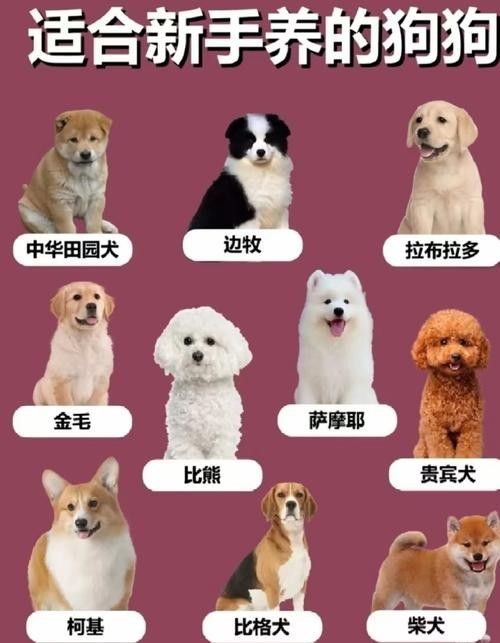 哪些混養方案最適合新手