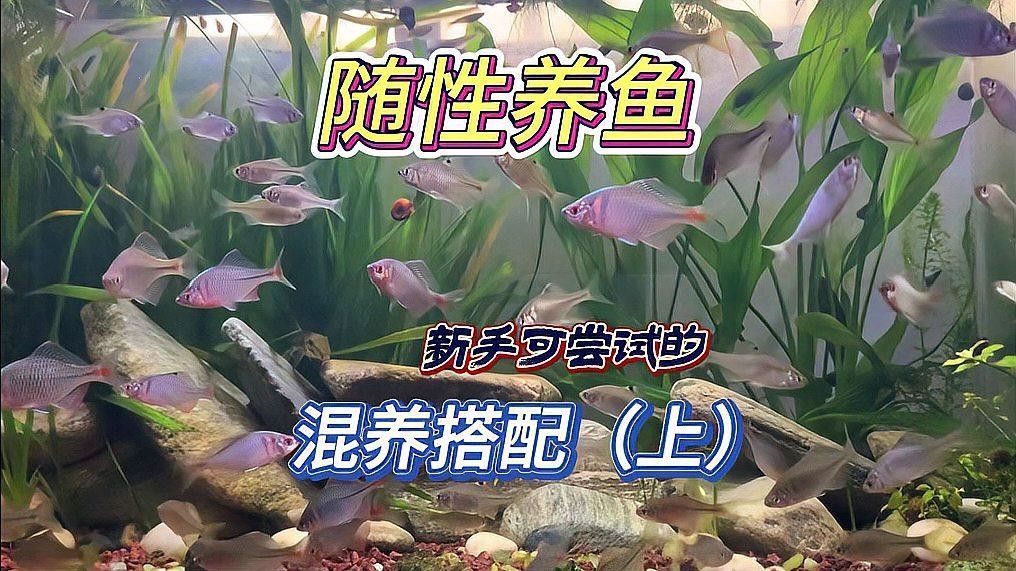哪些混養方案最適合新手