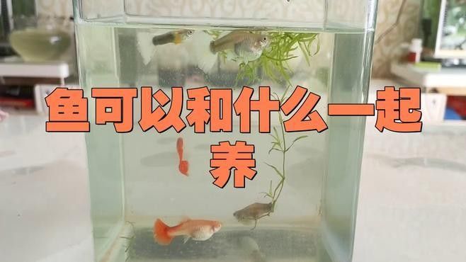 哪些混養方案最適合新手