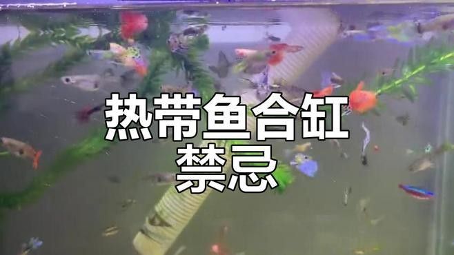 哪些混養方案最適合新手