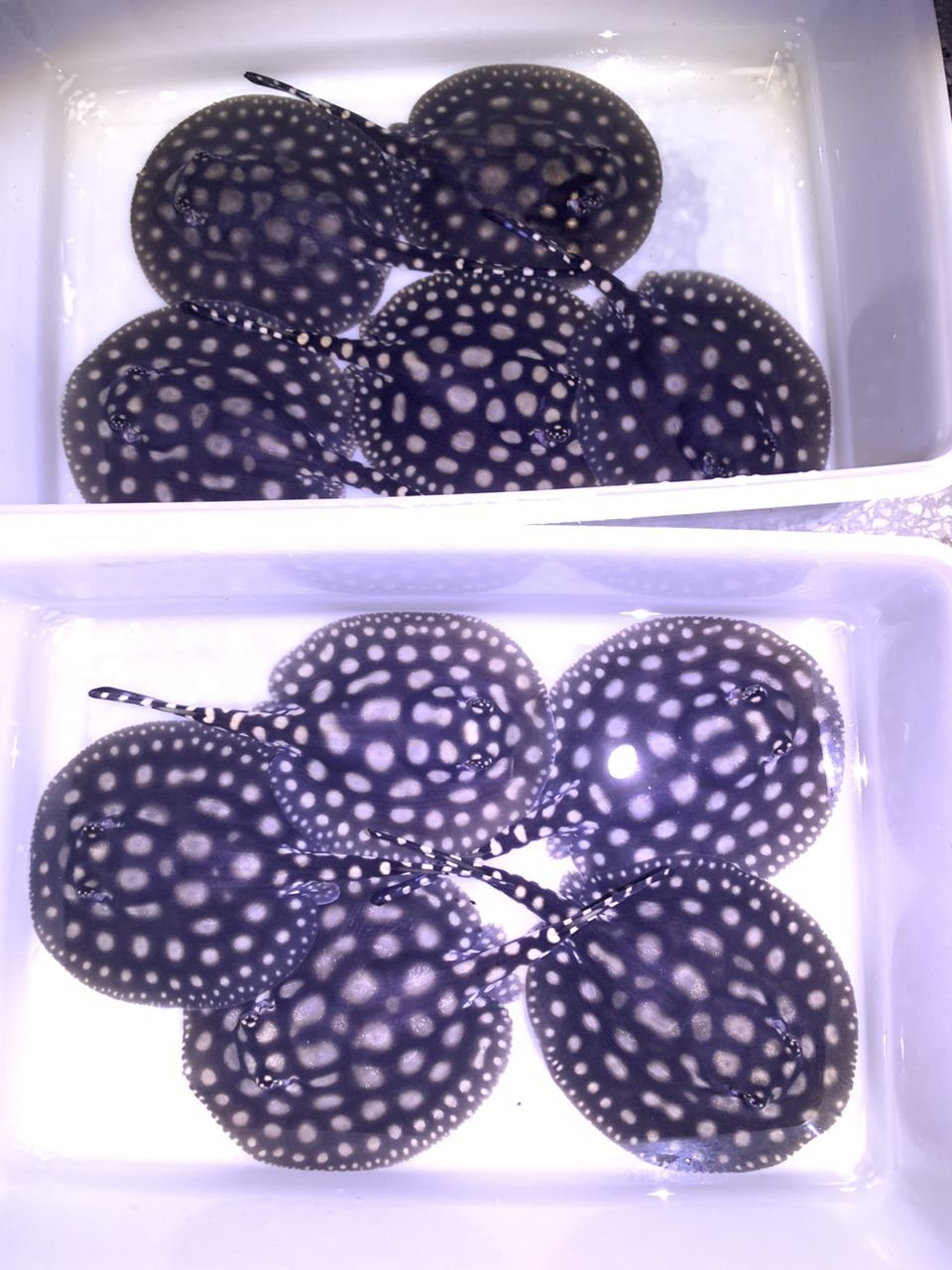 一胎十條