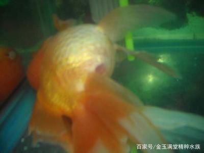 紅龍魚可以活多少年：紅龍魚壽命在5到10年左右，壽命可能因個體差異而有所不同