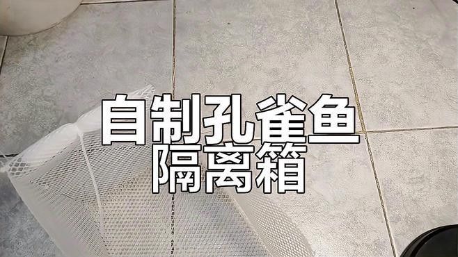 如何為混養魚缸設置隔離網？（養魚缸隔離網設置是確保魚類健康和魚缸美觀的關鍵步驟）