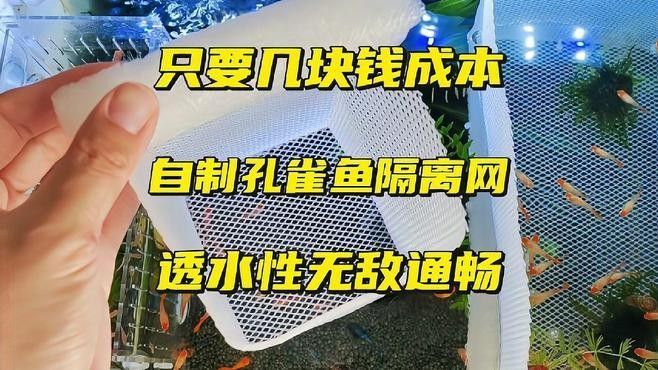 如何為混養魚缸設置隔離網？（養魚缸隔離網設置是確保魚類健康和魚缸美觀的關鍵步驟）