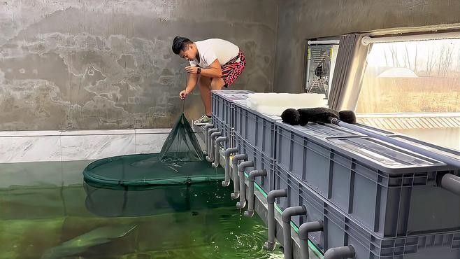 如何為混養魚缸設置隔離網？（養魚缸隔離網設置是確保魚類健康和魚缸美觀的關鍵步驟）