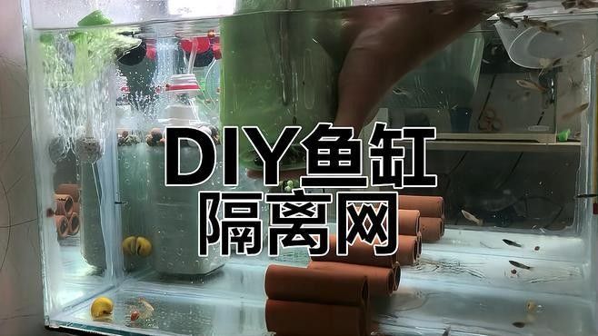 如何為混養魚缸設置隔離網？（養魚缸隔離網設置是確保魚類健康和魚缸美觀的關鍵步驟）