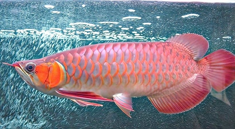 紅龍魚苗如何挑選