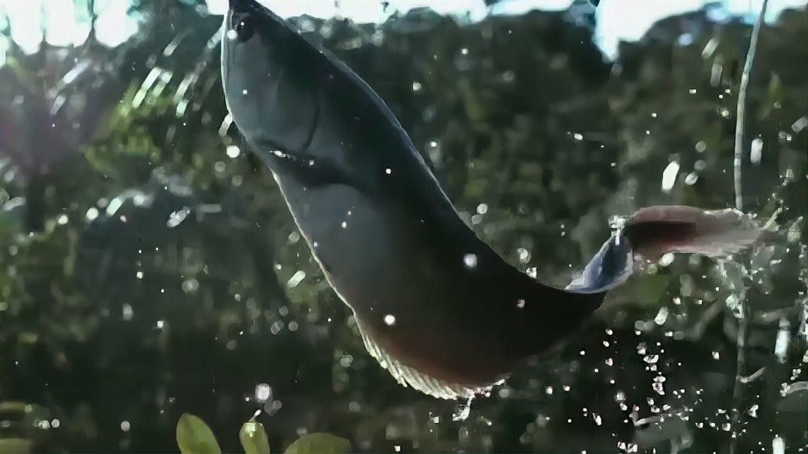 龍魚有哪些獨特的行為習性（銀龍魚行為習性的摘要：龍魚行為習性的摘要：社交性）