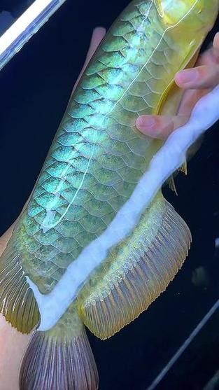 哪種顏色的金龍魚最稀有？