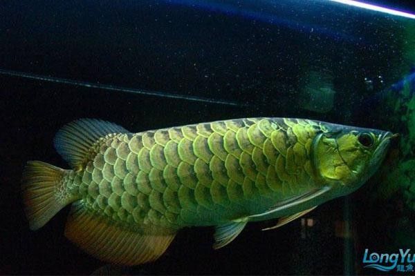 哪種顏色的金龍魚最稀有？