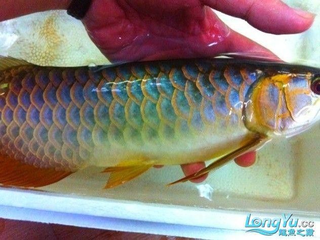 哪種顏色的金龍魚最稀有？