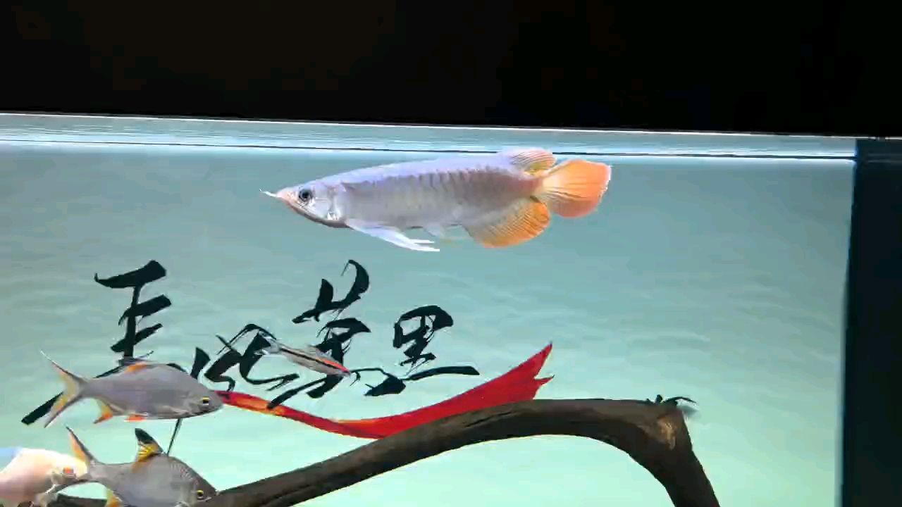 剛入手一條紅龍，品相怎樣（剛入手一條紅龍，品相怎樣，我有幸從一位資深收藏家那里獲得了一條珍貴的紅龍）