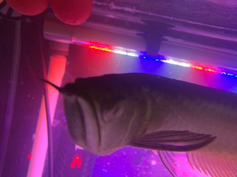 老板們龍魚蒙眼了（老板們龍魚蒙眼了，本文探討了在現代企業管理中面臨的一個常見挑戰）