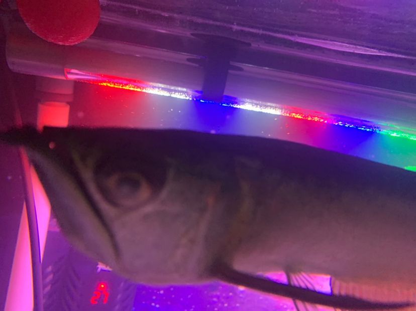 老板們龍魚蒙眼了（老板們龍魚蒙眼了，本文探討了在現代企業管理中面臨的一個常見挑戰）