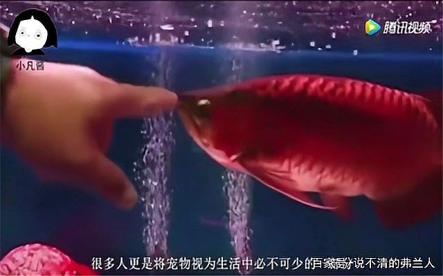 金龍魚美容的價(jià)格范圍是多少（金龍魚美容價(jià)格因地區(qū)、服務(wù)內(nèi)容和品相差異較大）