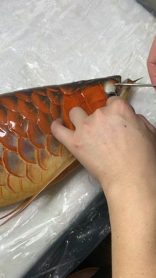紅龍魚掉眼怎么辦？（龍魚掉眼怎么辦）