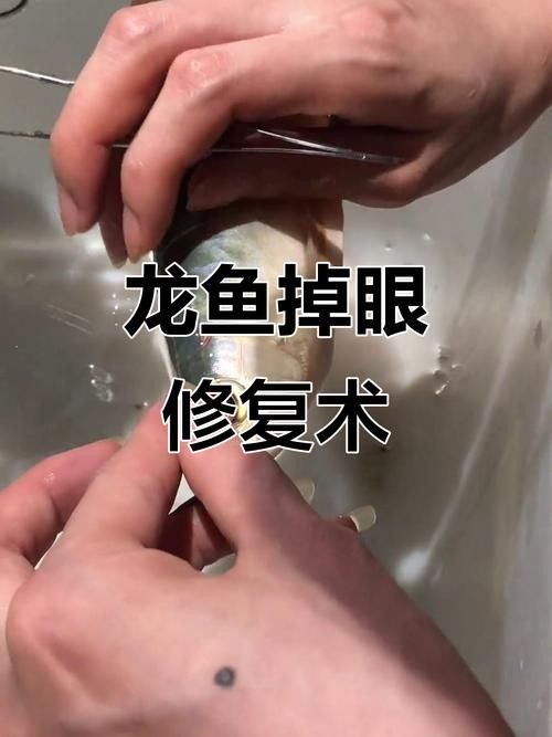 紅龍魚掉眼怎么辦？（龍魚掉眼怎么辦）